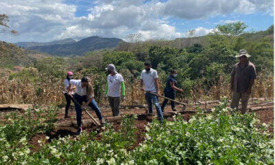 Nandayureños exploran siembra de papas proveniente de cultivo In Vitro